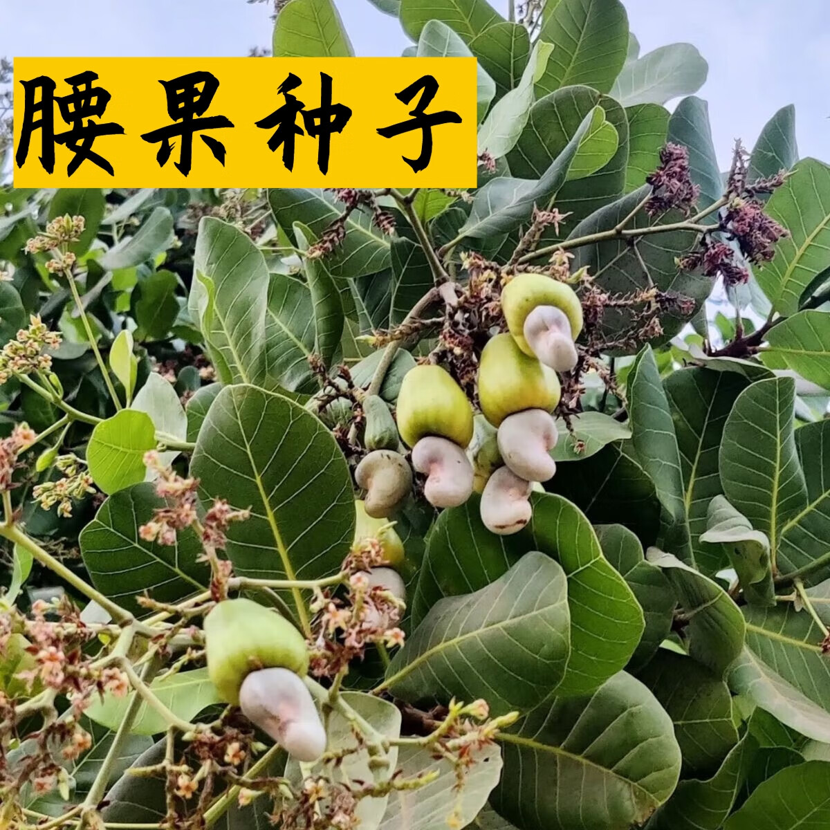 腰果种子新采鸡腰果种籽种植介寿果槚如树高四大干果用 腰果种子500克