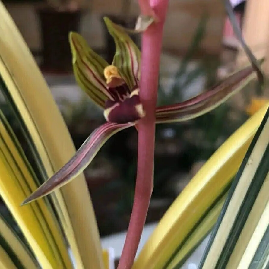 兰花 墨兰 中透艺 黄金万代福 绿植花卉盆栽 花期有带花苞出售 墨兰