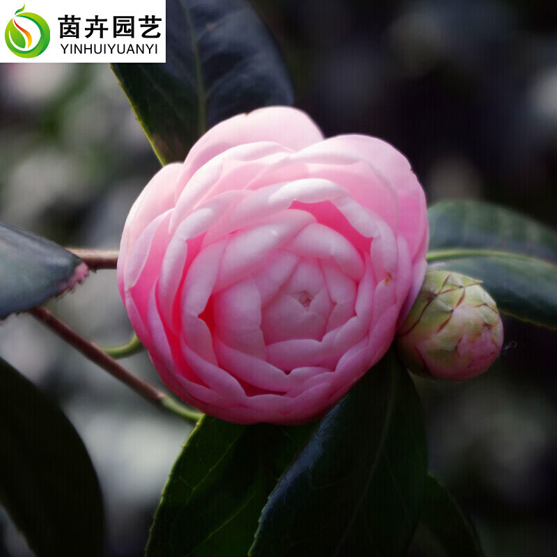 观花植物 茶花苗 山茶花苗 庭院室内盆栽 茶花树苗花卉 花碧桃