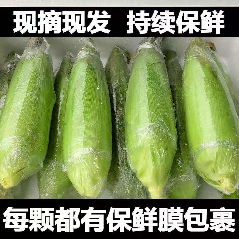 盛觅 云南新鲜水果甜玉米头茬现摘金银玉米新鲜玉米现摘带皮发货 4斤超值装【手工严选】净3.5斤