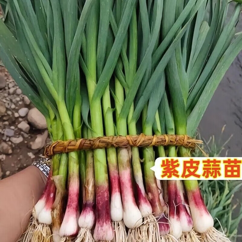 贵州农家红根蒜苗新鲜现挖本地土蒜苗蔬菜正宗农家自种红皮蒜苗 农家红皮蒜苗5斤【香气扑鼻】 京东折扣/优惠券