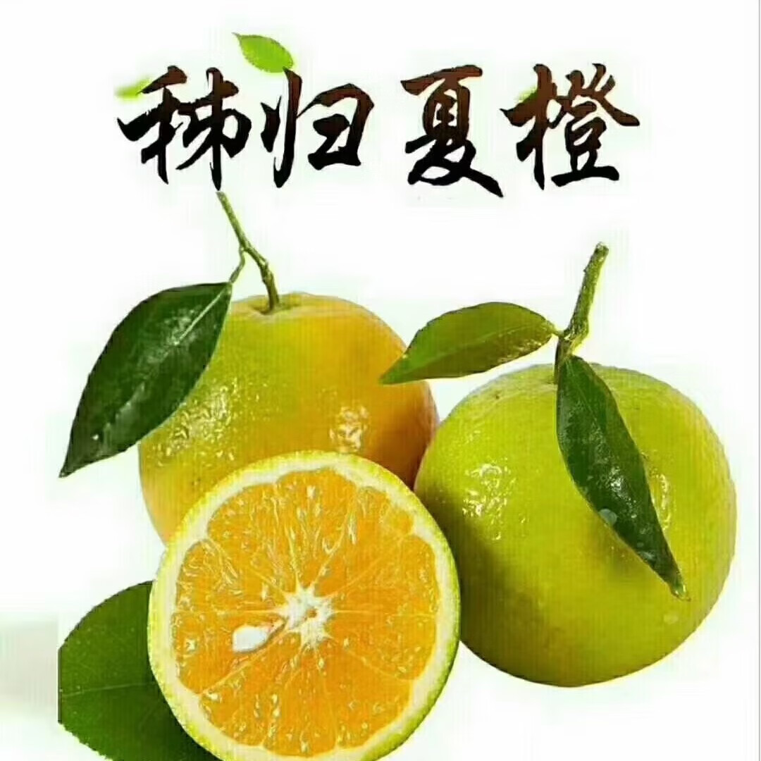 商品图片 2