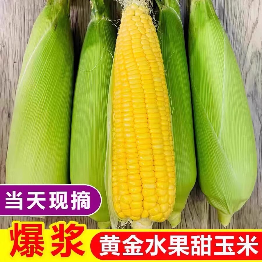相遇红颜云南金银水果玉米甜玉米棒子碳水新鲜蔬菜代餐粗粮包谷产地直发 金银水果玉米净重4.5斤