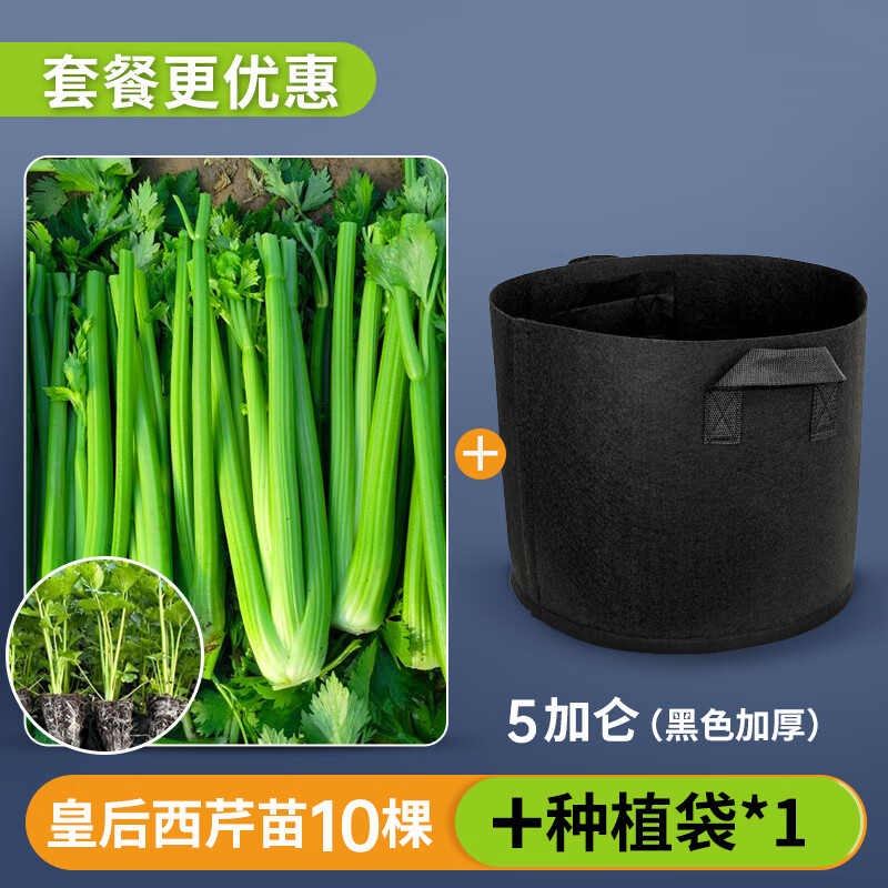 長耕四季芹菜種子大全苗小香芹種籽春夏秋陽臺農(nóng)家水芹菜蔬菜種孑秧苗 皇后西芹苗10棵+5加侖種植袋(黑
