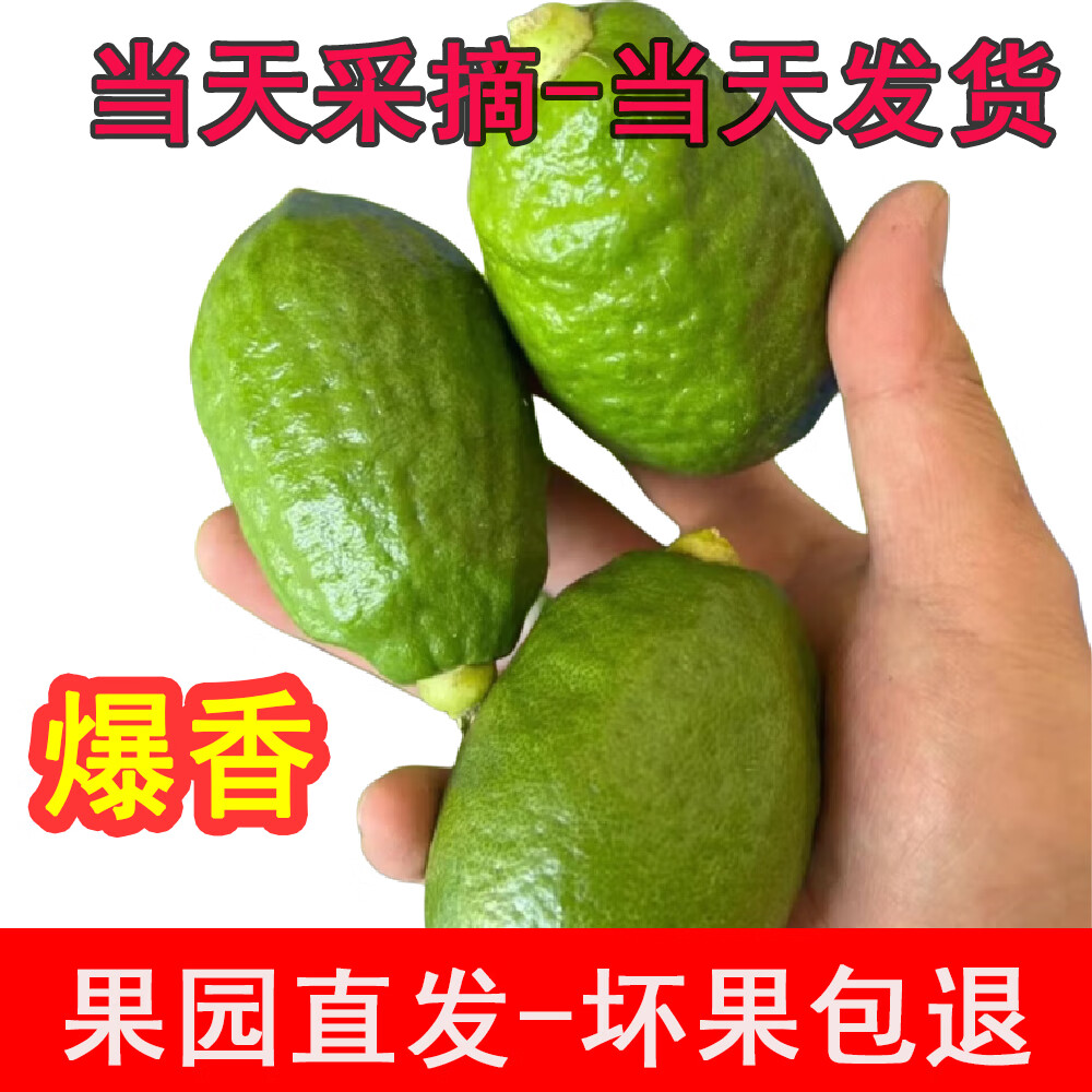 正宗广东香水柠檬爆香新鲜无籽精品一级果 18斤（净重一级果奶茶店口味）