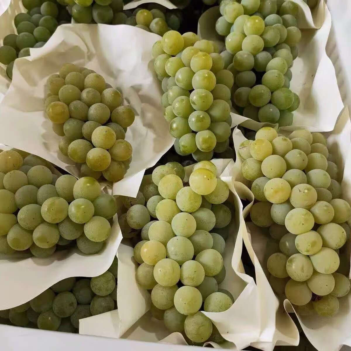 当季水晶葡萄新鲜云南香葡萄玫瑰香水果绿葡萄青葡萄 4斤