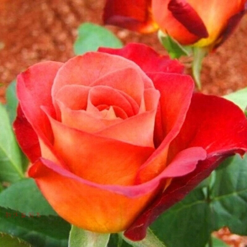 花中酷 玫瑰花种子 鲜花种子 阳台绿植玫瑰种子 玫瑰种子 太阳红50粒