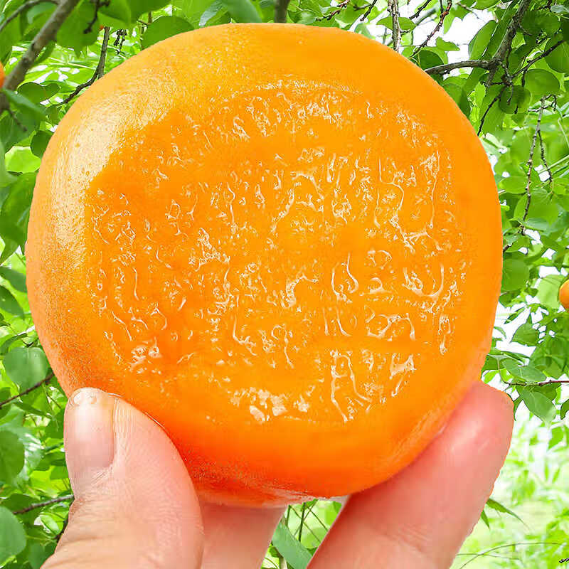 京世泽 陕西金太阳大黄杏 酸甜大杏子 时令水果 超值体验 净重3斤