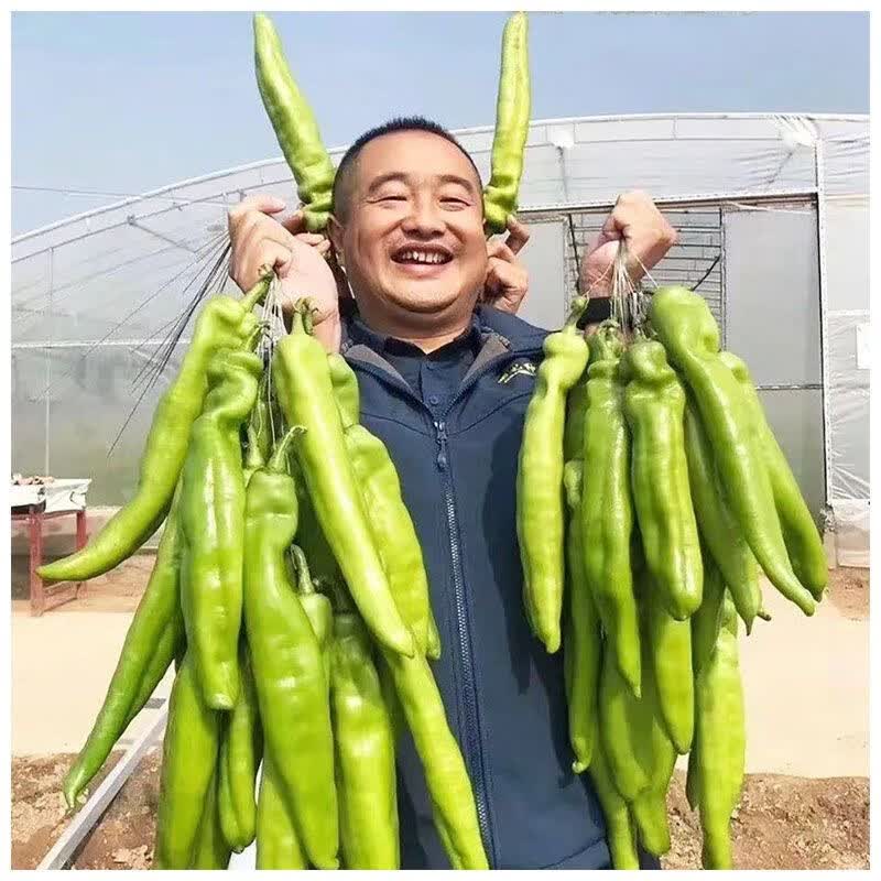 豫艺 金富175黄绿皮大果尖椒种子 中早熟高产顺直牛角椒种子 辣椒种子 金富175辣椒种子1000粒