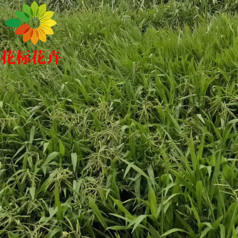 百喜草种籽宽叶草护坡绿化畜禽牛羊鱼兔牧草草种 宽叶雀稗种子500粒