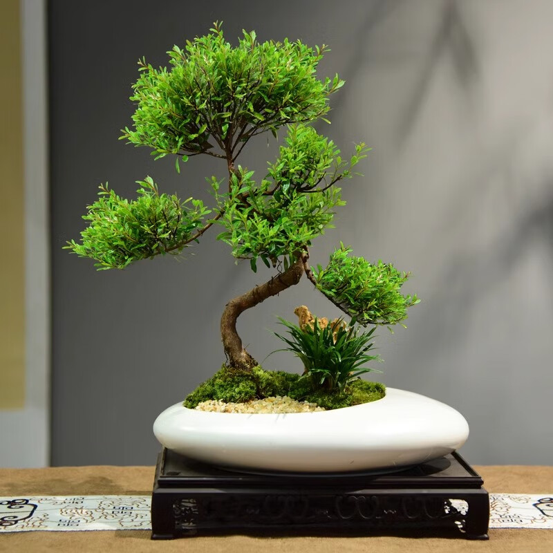 赤楠盆栽室内客厅桌面好养绿植盆景四季常青办公室装饰植物摆件 静觅山造型+长方座+4不小和尚