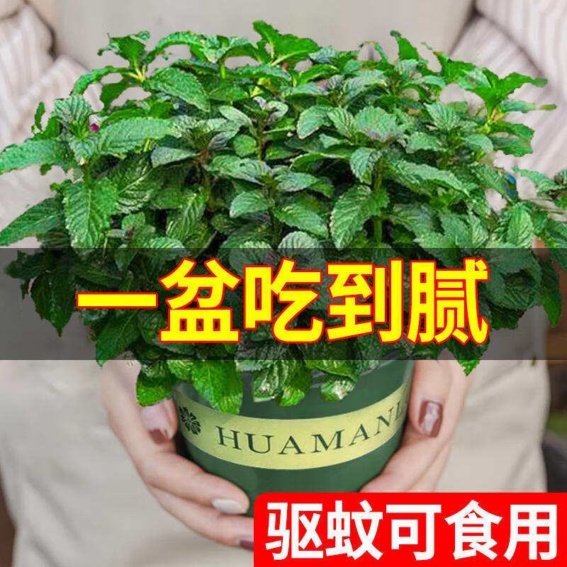 檸檬薄荷種植苗可食用盆栽室內迷迭留蘭香貓草水培綠植物好養(yǎng)驅蚊 留蘭香薄荷*1盆
