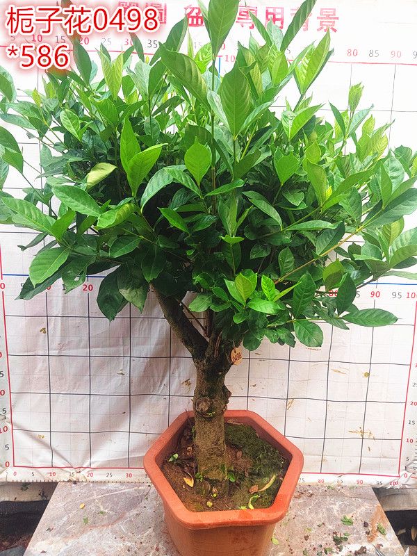 梔子花樹苗老樁古樁熟樁庭院陽臺(tái)室內(nèi)花卉綠植盆栽四季常青濃香型 深灰色 0498 帶盆栽好