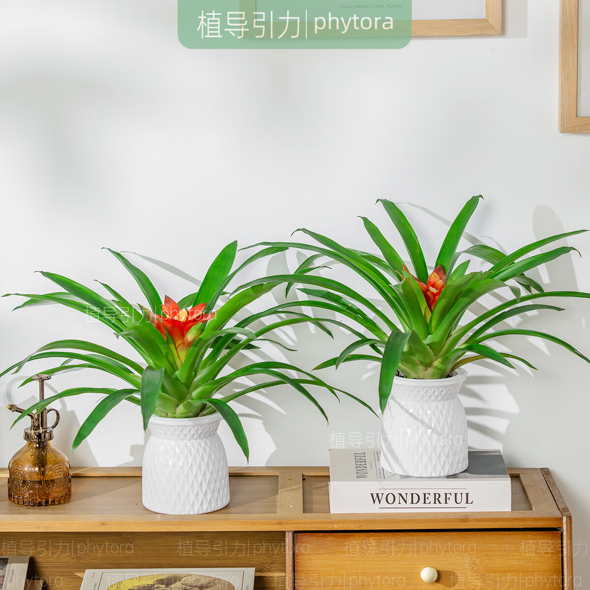 植导引力鸿运当头小红星盆栽室内招财好养花卉绿植 【2盆】小红星+菱格自吸盆 京东折扣/优惠券