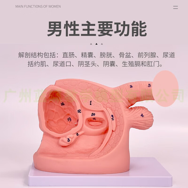 通用男性内外生殖器解剖及男性导尿模型 男性泌尿生殖模型 男性简易导尿模型