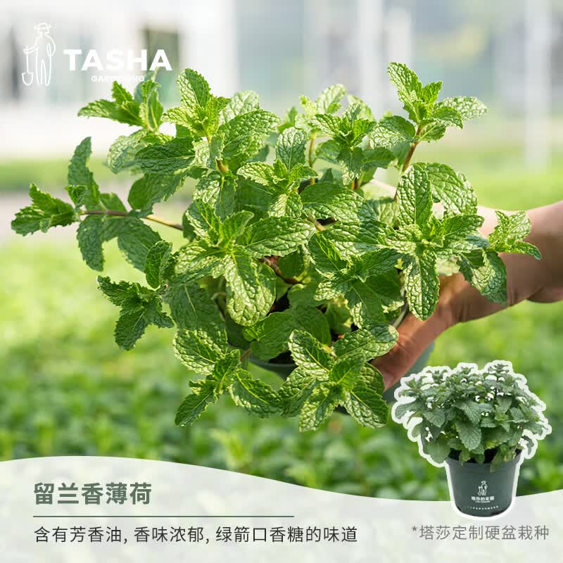 塔莎的花园薄荷盆栽可食用猫柠檬苹果草莓薄荷好养活室内阳台植物 【2盆组合装】留兰香薄荷120 带盆栽好