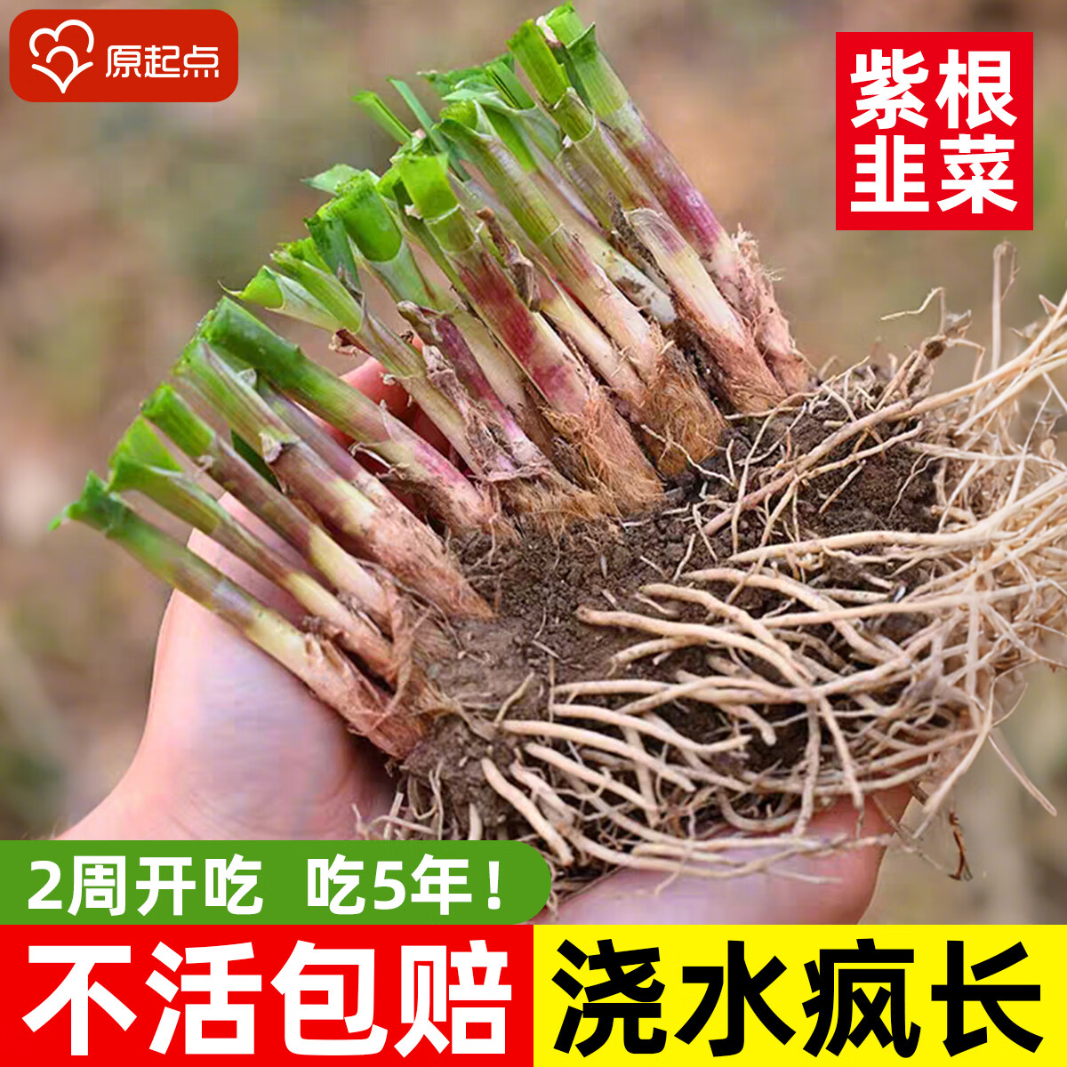 原起点四季韭菜根苗紫根红根大叶宽叶带土农家韭菜根老品种韭菜种籽种子 紫韭菜根100根+赠有机肥