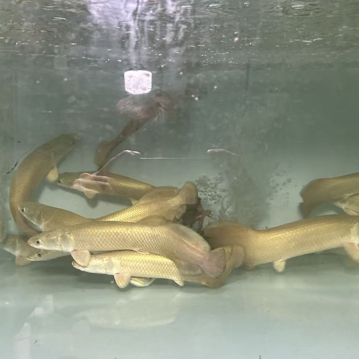 巨骨鱼舌鱼苗红尾巴海象猛鱼养鱼饲养混养活体水族观赏鱼 巨骨蛇鱼26