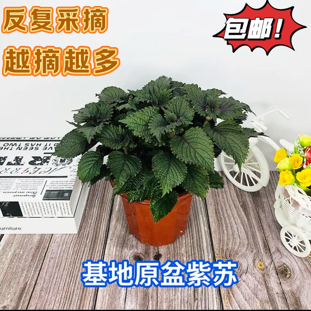 紫苏盆栽叶可食用紫苏苗香料秧苗阳台四季庭院紫苏盆栽带土带叶 紫苏小盆(叶子少) 不带原盆（土球发货）