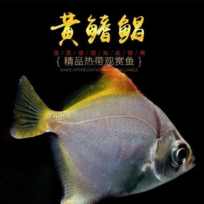 黄鳍鲳鱼珊瑚黄鳍仓海水鱼淡化人工繁育群游蝙蝠鲳鱼大眼鲳淡水鱼