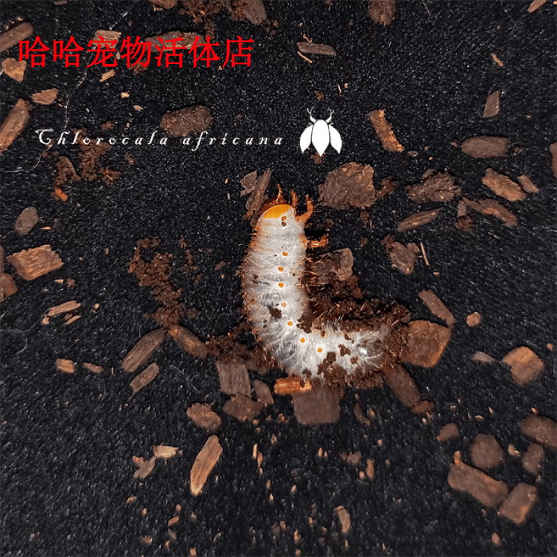 other/其他非阔花金龟 甲虫活体宠物金龟子花金龟独角仙昆虫 长戟大兜