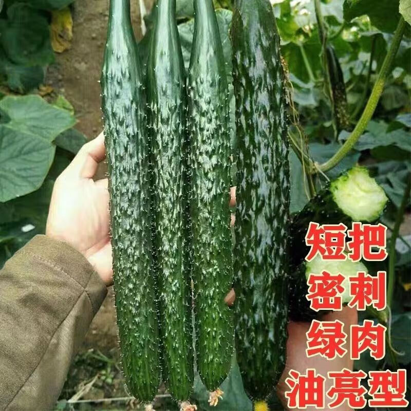 抗热王黄瓜夏播高产刺黄瓜籽口感好耐热农家四季蔬菜 抗热王黄瓜种子 彩色原装一袋：25克（约250粒）