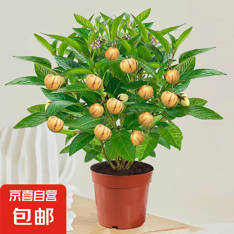 ��Ӣ���˲ι������Կ�ʳ��ˮ������������̨ͥԺ�ļ������������ ����+�˲ι����ԣ�ԭ�裩 15cm(��)-30cm(����)