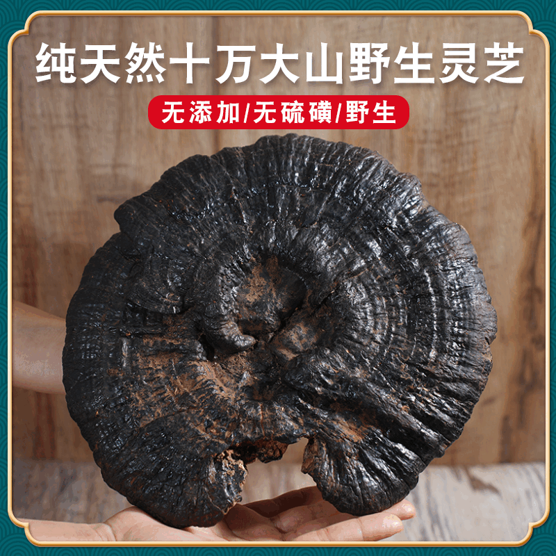 胖東來品質(zhì)正品黑靈芝野生正宗整枝純天然孢子粉深山赤林芝泡酒 廣西十萬大山野生靈芝小朵250克（直徑小于8厘米）