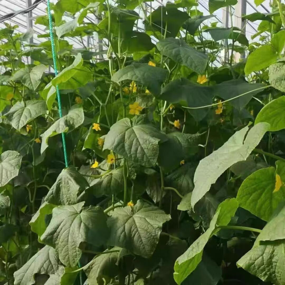 风筝王【顺丰】黄瓜花 新鲜小黄瓜花 青瓜花 特嫩水果黄瓜顶花 黄瓜仔 现摘黄瓜花 3斤