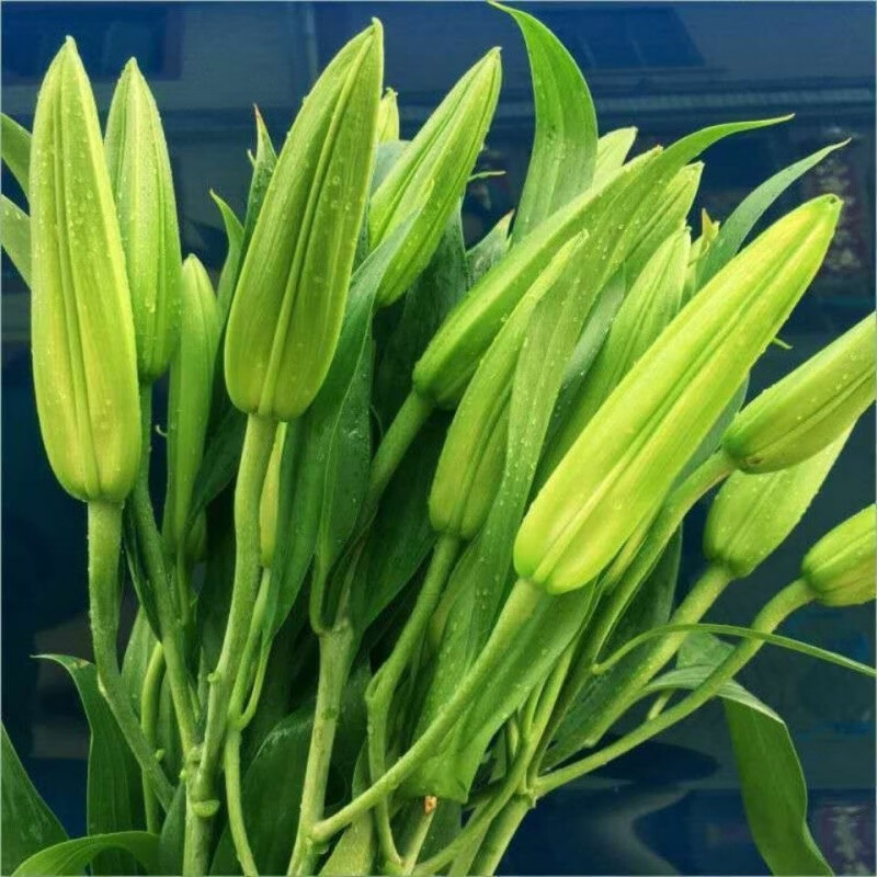 禾之润香水百合花鲜花云南昆明基地直发批鲜切家用水养插花 香水百合清香白色15朵 关注店铺送进口营养液