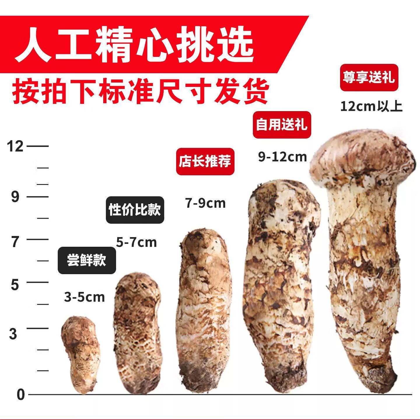 新鲜野生松茸2025云南香格里拉云南特产菌菇送礼250g现货野生鲜货 出口级松茸 10-14cm【超高回购】 野生新鲜松茸菌【1000克】超高回购