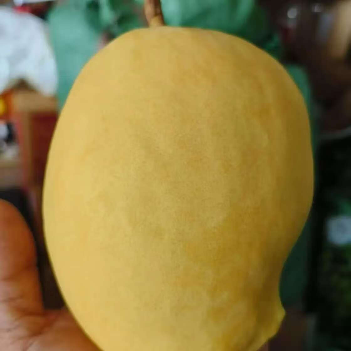 圣德龙钻石芒果热带水果光滑无丝新鲜水果圣德隆 1500克特大果单果300克以上