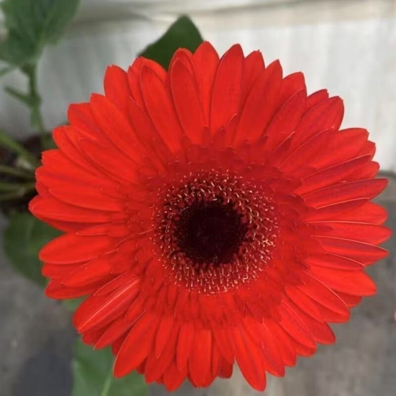 高杆非洲菊扶郎花苗盆栽鲜切花太阳花拉丝菊庭院阳台四季开花不断