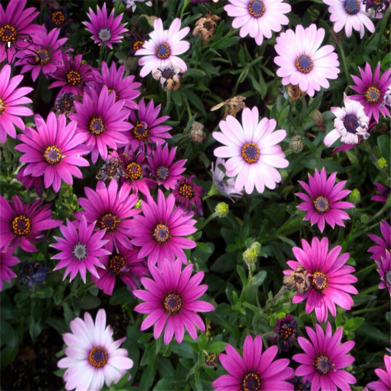 万寿菊花种子芳香花卉种子批发四季种植阳台盆栽菊花100粒 南非万寿菊