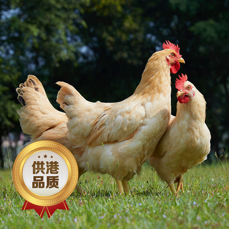 心厨优品温氏三黄鸡农家散养土鸡 农养走地鸡土鸡 炸鸡整鸡鸡爪鸡肉生鸡 三只标准装2400g