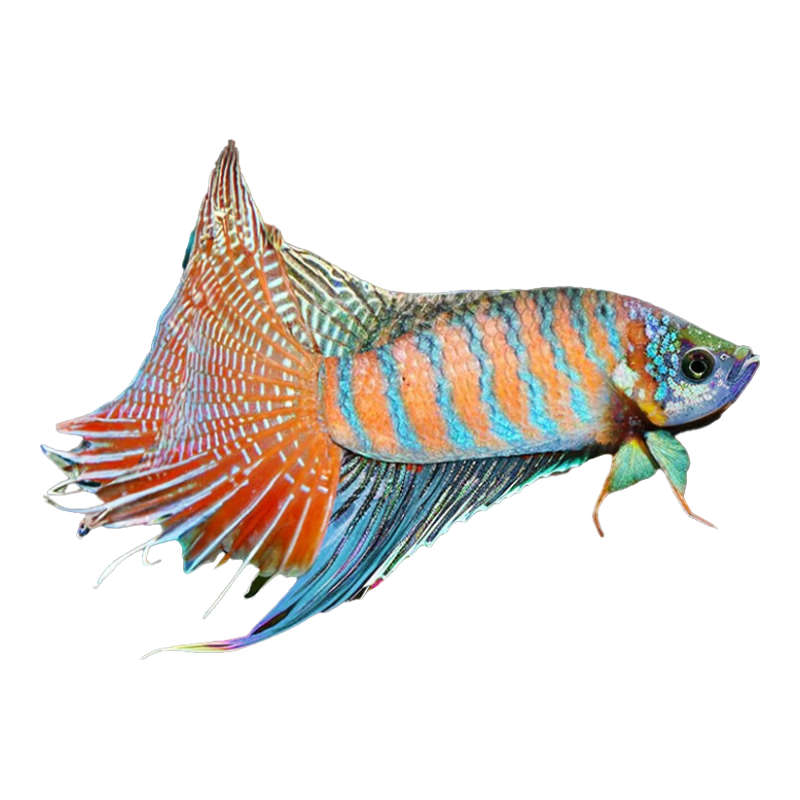 【冷水淡水魚】中國斗魚活魚活體巨普冷水淡水觀賞魚好養(yǎng)魚苗繁殖 【魚苗】3-4厘米13條送飼料
