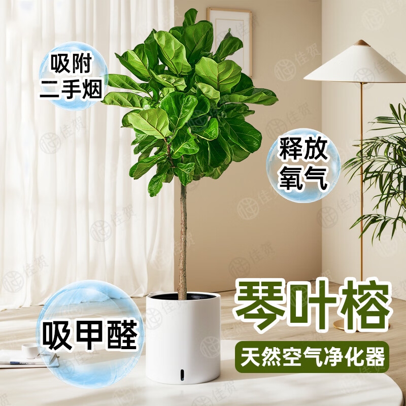 ֲ��ֲŮ��������Ǯ���������Ǯ���Ҹ������ƴ���ֲ���ڰ칫�ҿ�����ֲ ��������������Ҷ�š�1.4-1.6M ��ɫ������˫����֬�� 153Ԫ