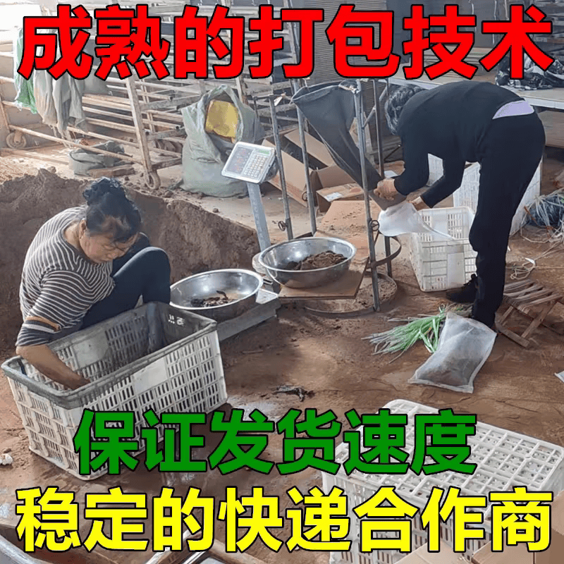 青蚯蚓鲜活鱼饵钓黄鳝青蚯蚓钓黄鳝诱饵活饵蚯蚓 中号1斤(顺丰快递)