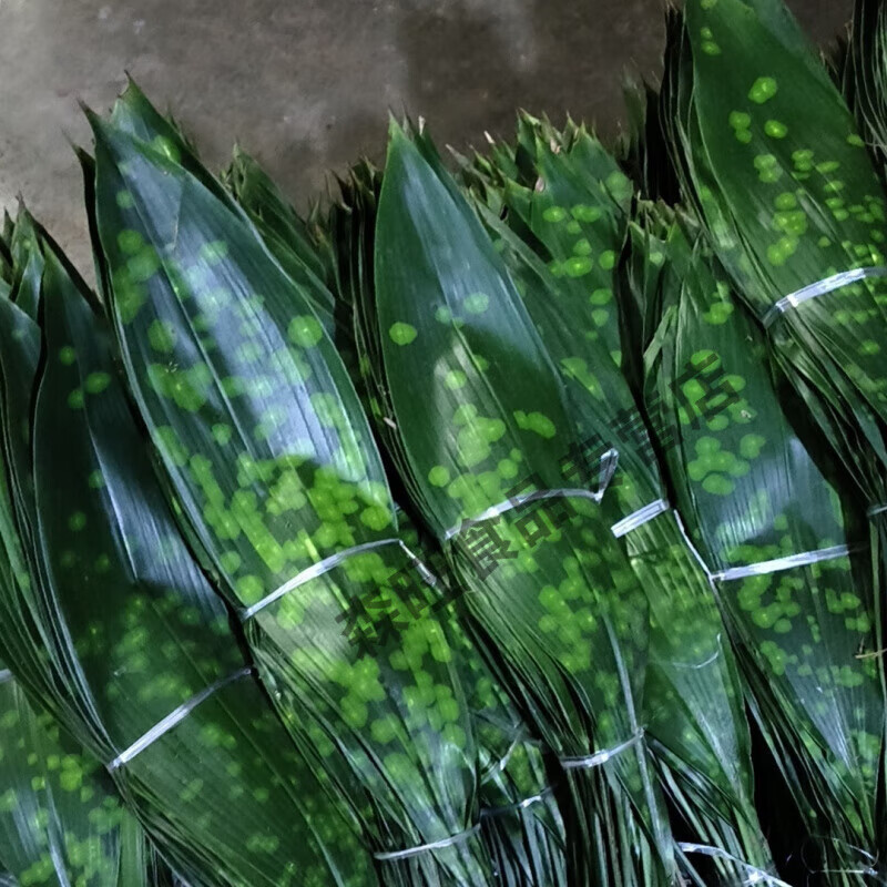 云南峨眉山新鲜一叶兰粽叶包粽子可批发四川云南粽叶端午节 铜钱花