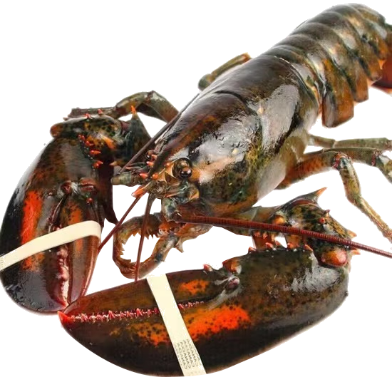 ʻ ʿٴϺôϺϺϺ 500-550g/2ֻ