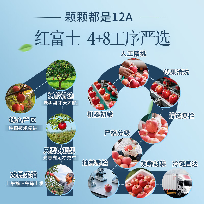 秦悦仙果鲜山东烟台红富士苹果【闪送】新鲜水果栖霞脆甜整箱送礼物盒 净重4.5斤装【蕞大蕞甜】80-85mm 【已通过绿色食品认证】