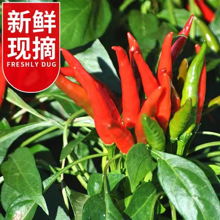 风筝王小米椒 辣椒 新鲜小米椒尖椒小米辣超辣朝天椒指天椒特辣产地直发 特辣现摘1斤