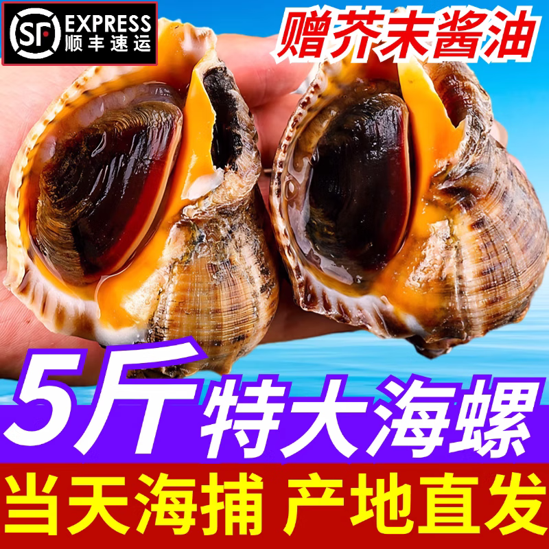 蟹君宝海螺鲜活特大新鲜海捕超大号螺带黄贝类海鲜水产大全3斤装顺丰 中号3斤装（约8-10个/斤）