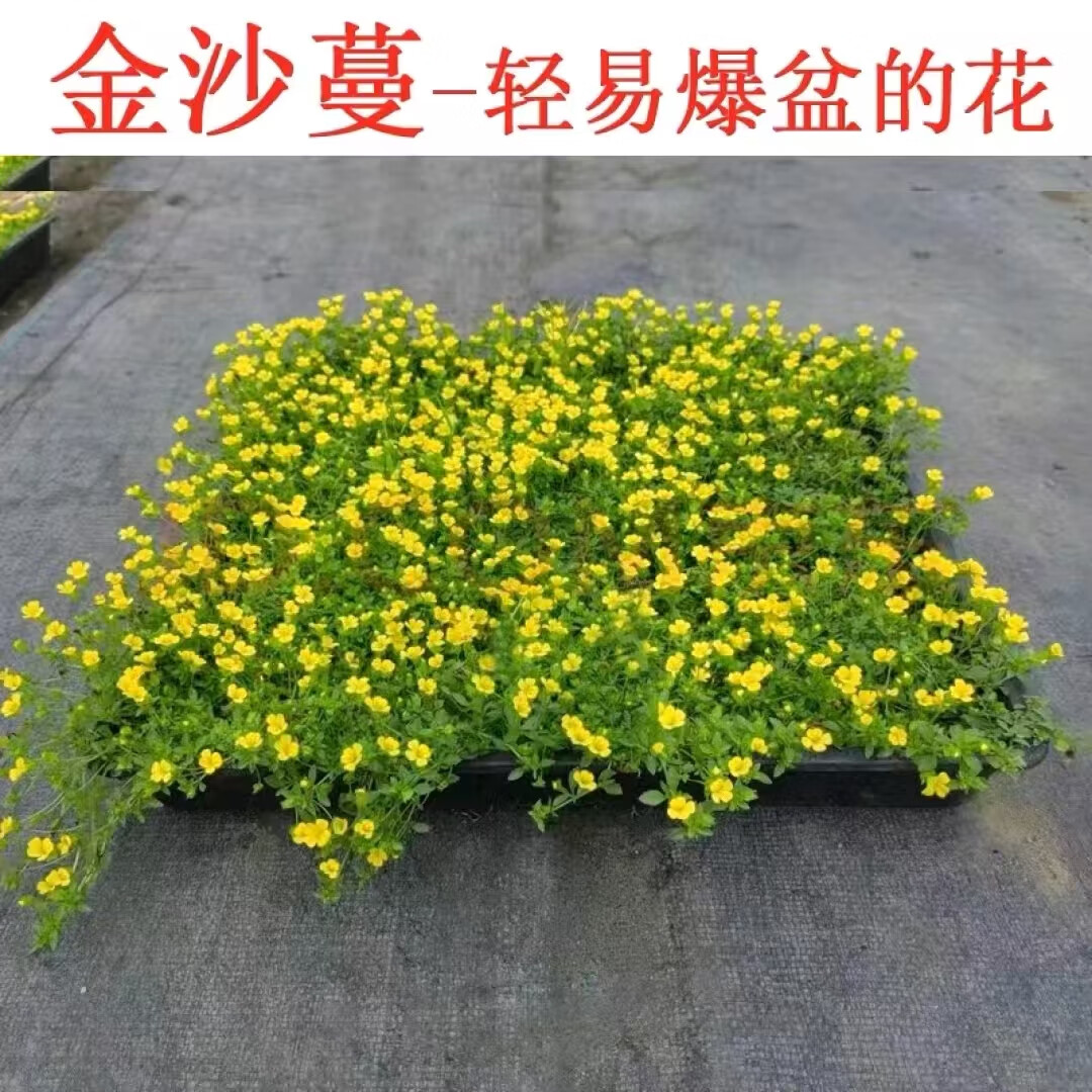 Ǫݼձ󶬲ݰ󶬲ļͺͼ̤ҶͥԺֲ ̽ɯ