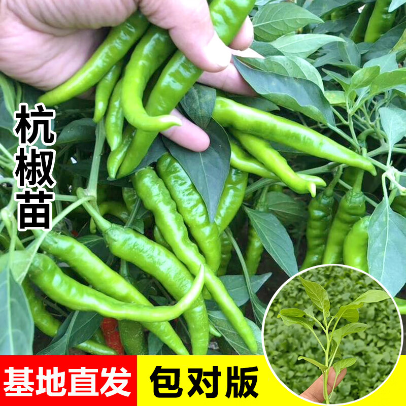 开时果 春播蔬菜苗西红柿辣椒秧苗大全 番茄子黄瓜苗四季种子南北方可种 【常用炒菜】杭椒苗 6棵