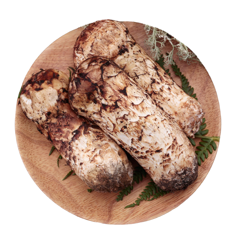 京地達(dá)云南新鮮現(xiàn)貨野生松茸凈重250g鮮蘑菇3-5cm未開(kāi)傘鮮菌菇源頭直發(fā)