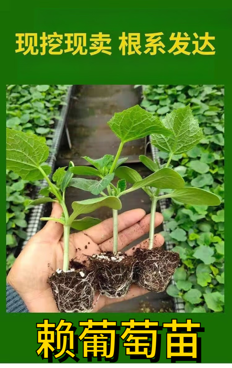 癞葡萄小赖瓜苗羊角蜜水果香瓜金铃子秧苗蔬菜苗水果带土庭院种植 赖