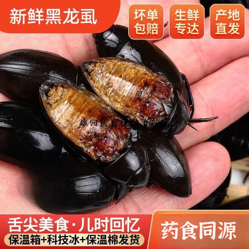 北京同仁堂精选黑龙虱 射尿龟水鳖虫 老鳖盖水鳖虫水龟子水甲虫濑尿龟