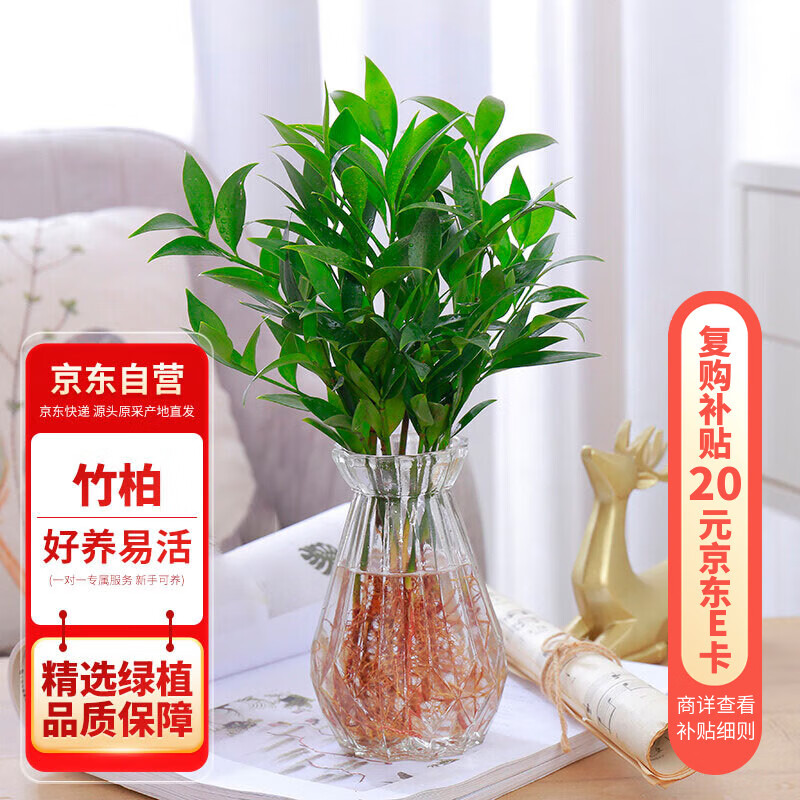 ���а��������ˮ���³�ֲ��������ֲ���Ի���10��+͸����ʯƿԴͷֱ��