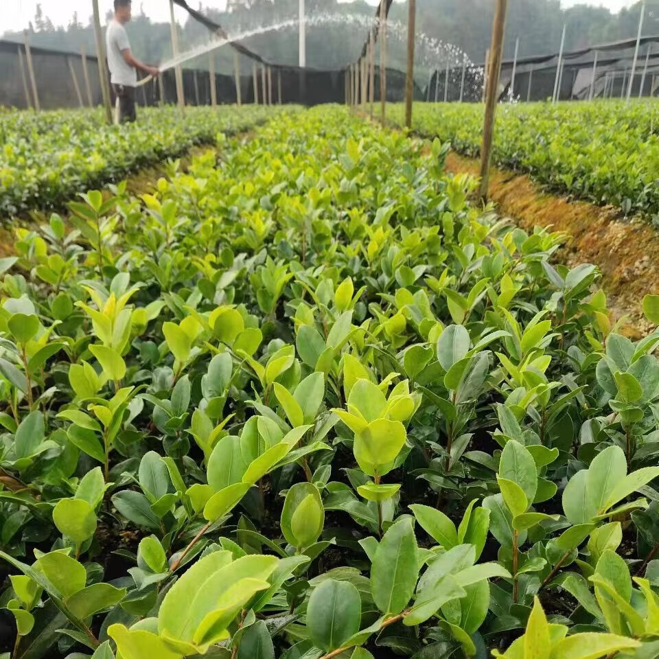 油茶苗——引领未来油茶产业发展